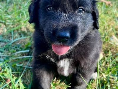 *LAST 2* Mini Aussie/ AKC Golden Retriever Puppies