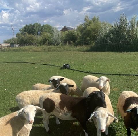 5 Dorper & Dorper/Royal White Lambs for Sale - Ewes & Rams, Born March 25th