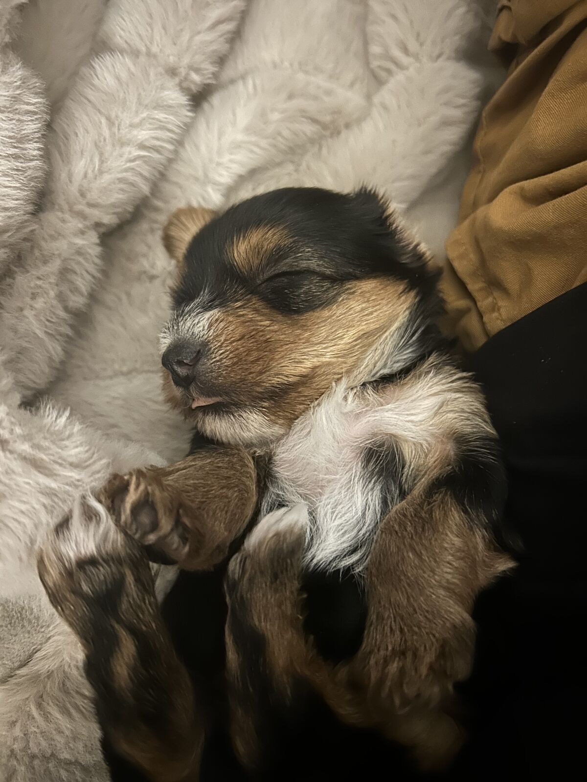 Yorkie puppy male
