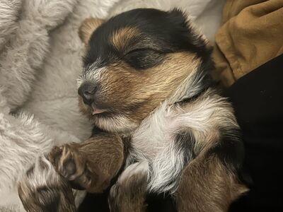 Yorkie puppy male