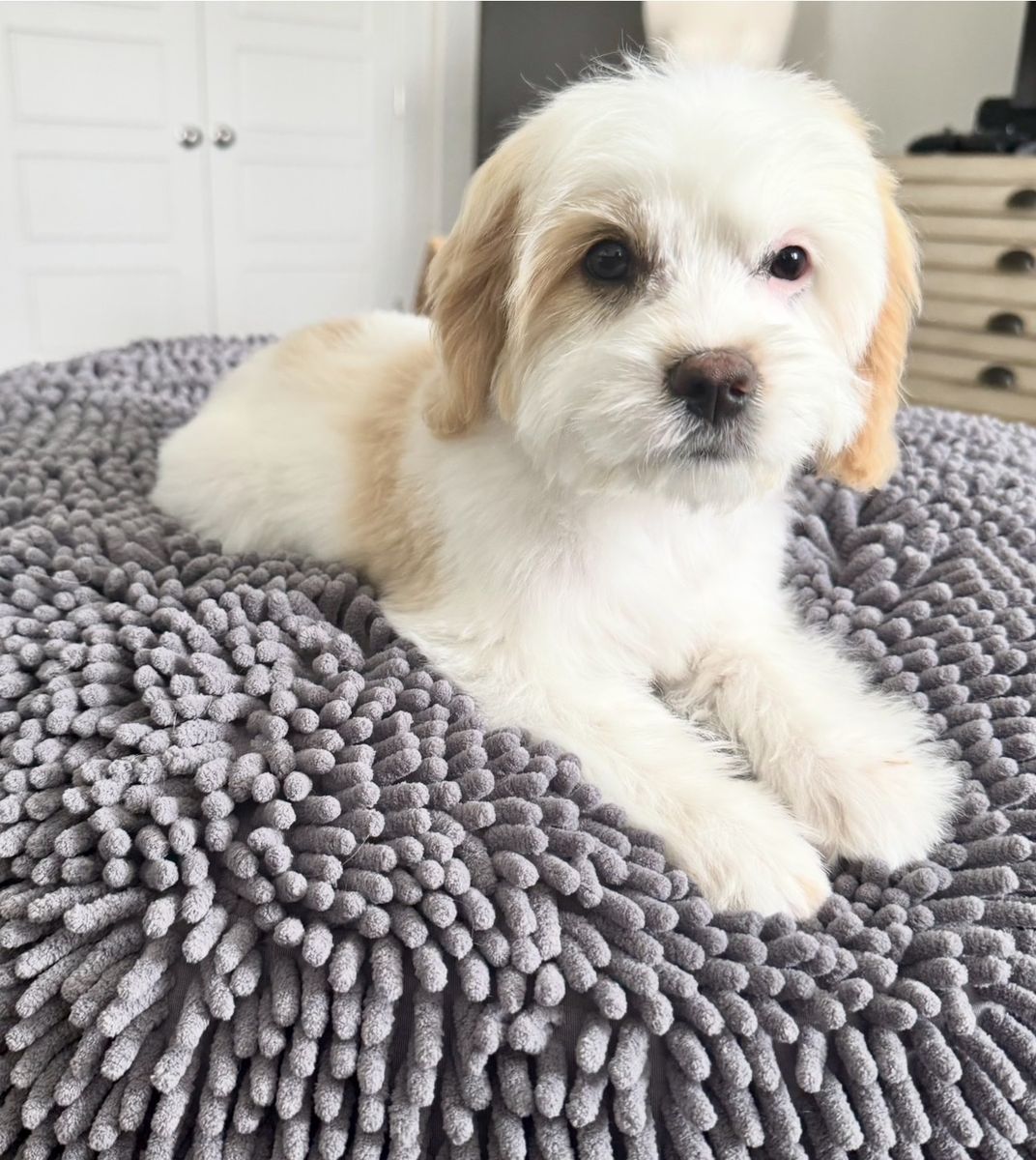 Male Cavapoo Puppy