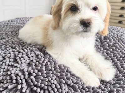 Male Cavapoo Puppy