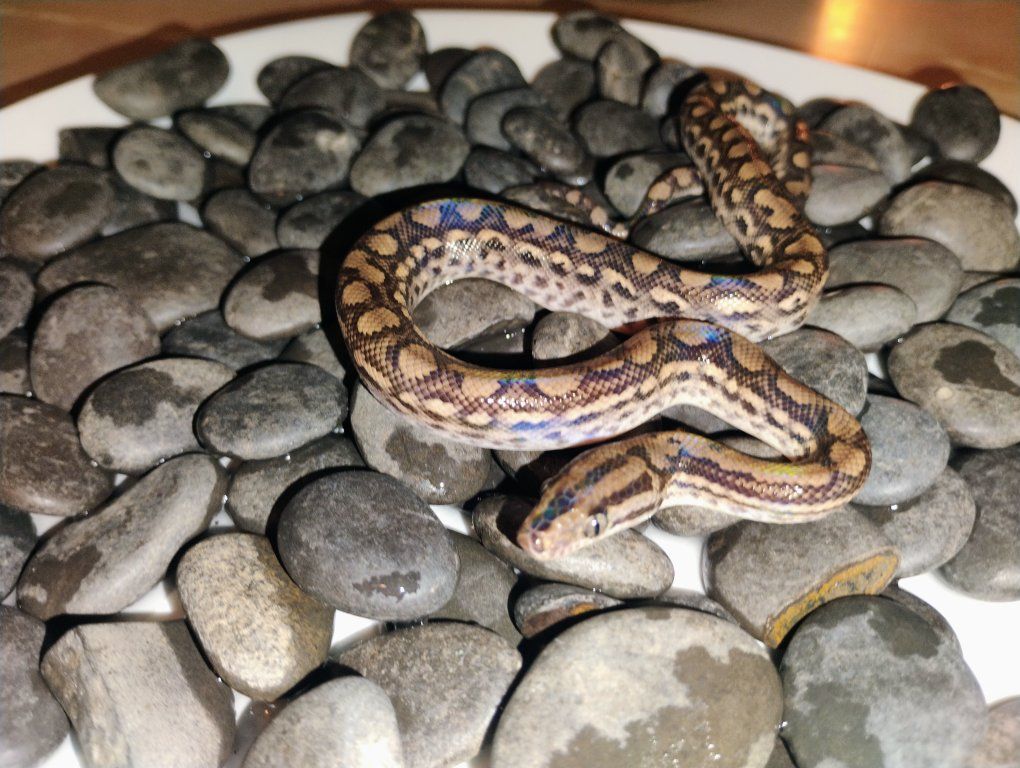 Columbian rainbow  boas