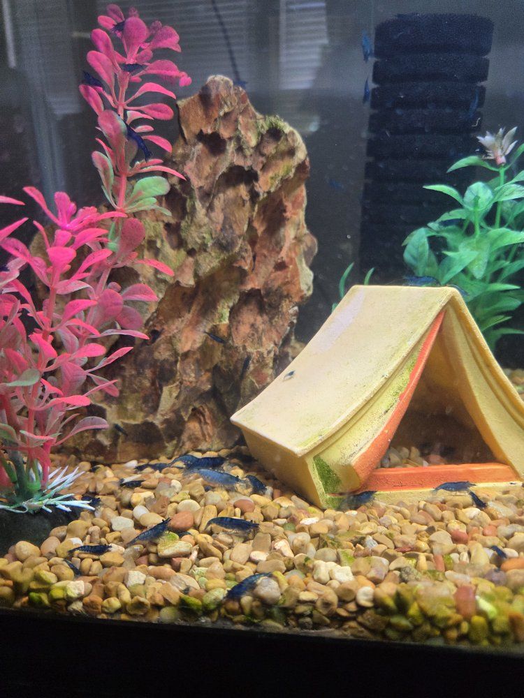 Blue Shrimp 3$ each