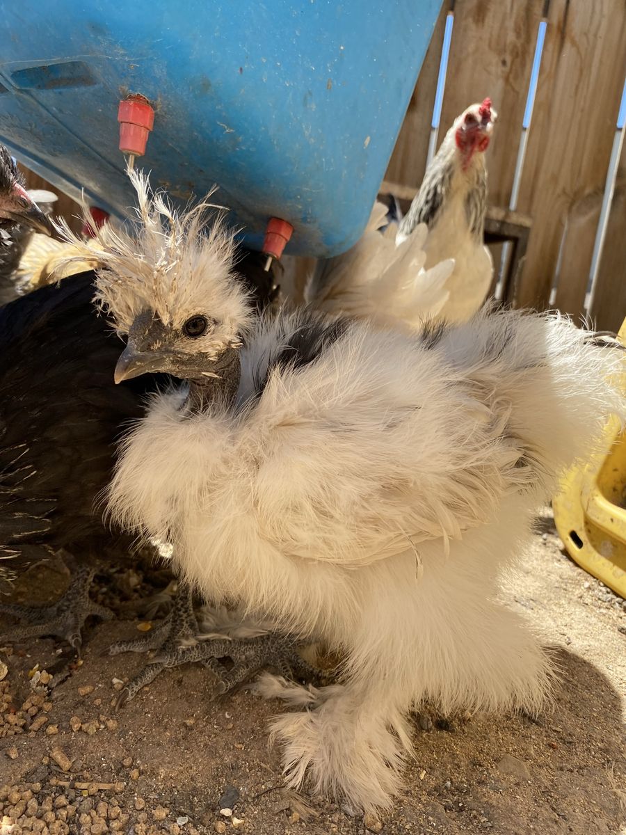 Fancy Chickens For Sale