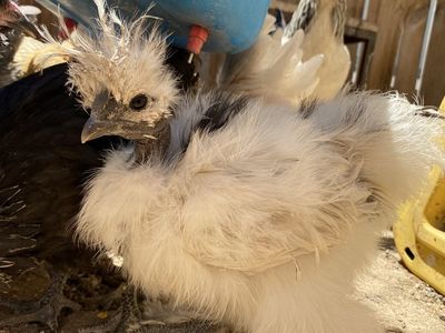 Fancy Chickens For Sale