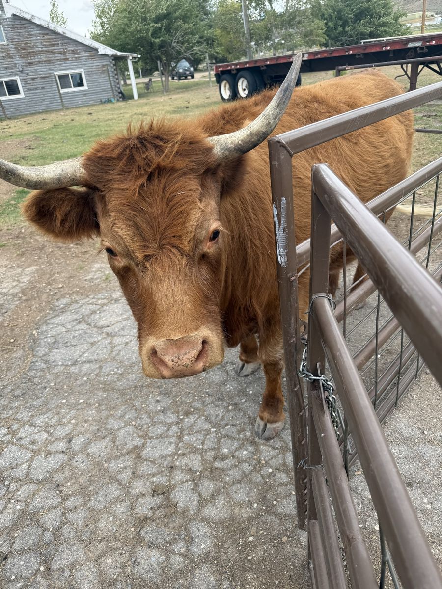 Mid size highlander 