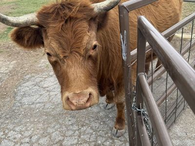 Mid size highlander