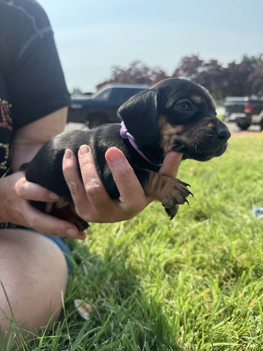 Adorable Dachshund Puppy Available