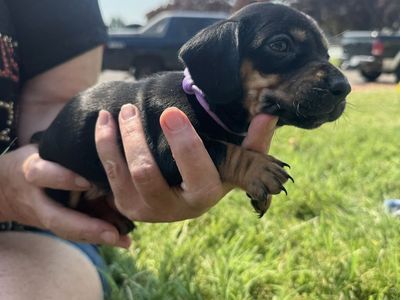Adorable Dachshund Puppy Available