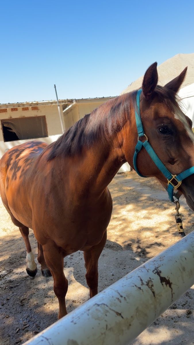 AQHA Registered Sorrel Mare - Reminisblondypremier (2016)