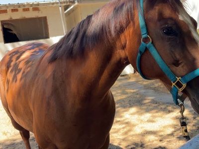 AQHA Registered Sorrel Mare - Reminisblondypremier (2016)