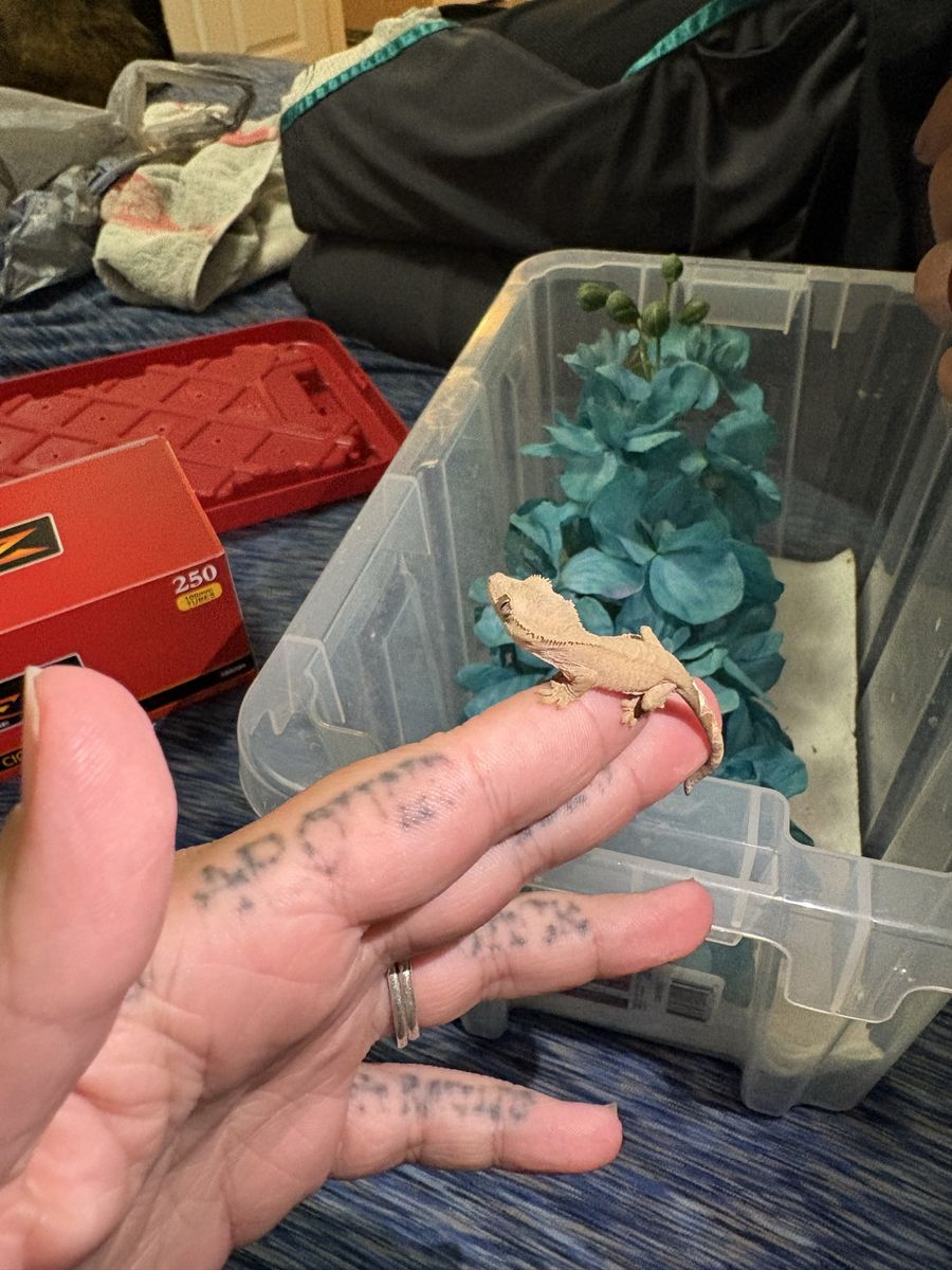 Hatchlings!