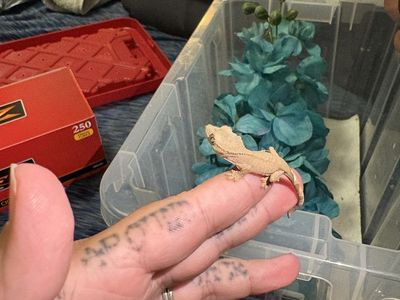 Hatchlings!