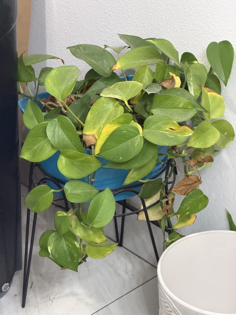 Pothos Houseplant in Blue Pot with Black Metal Plant Stand (free delivery to SLC, or South ID)