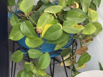 Pothos Houseplant in Blue Pot with Black Metal Plant Stand (free delivery to SLC, or South ID)