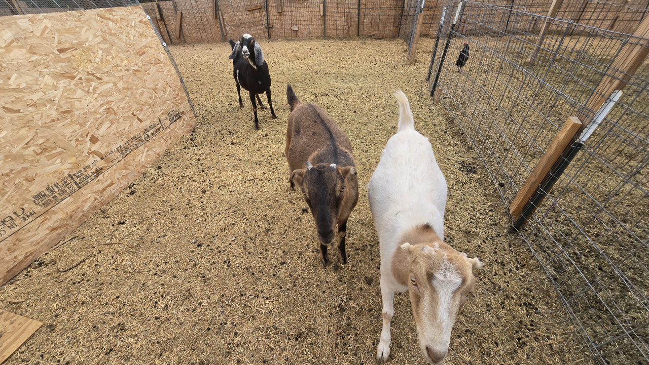 3 Dairy Doelings - Nubian / LaMancha Genetics - Breeding Age
