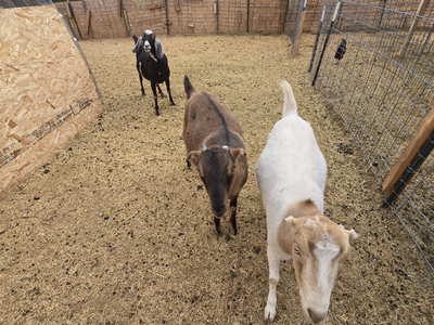 3 Dairy Doelings - Nubian / LaMancha Genetics - Breeding Age