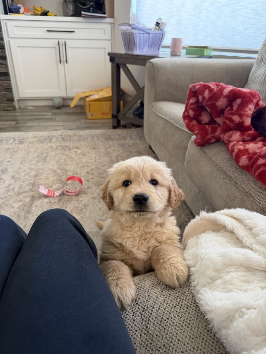 AKC Golden Retriever Puppy