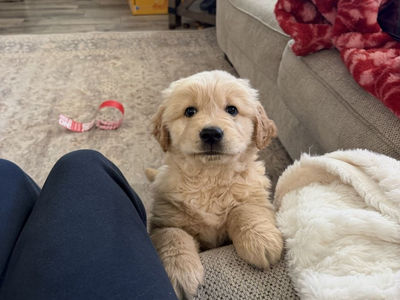 AKC Golden Retriever Puppy