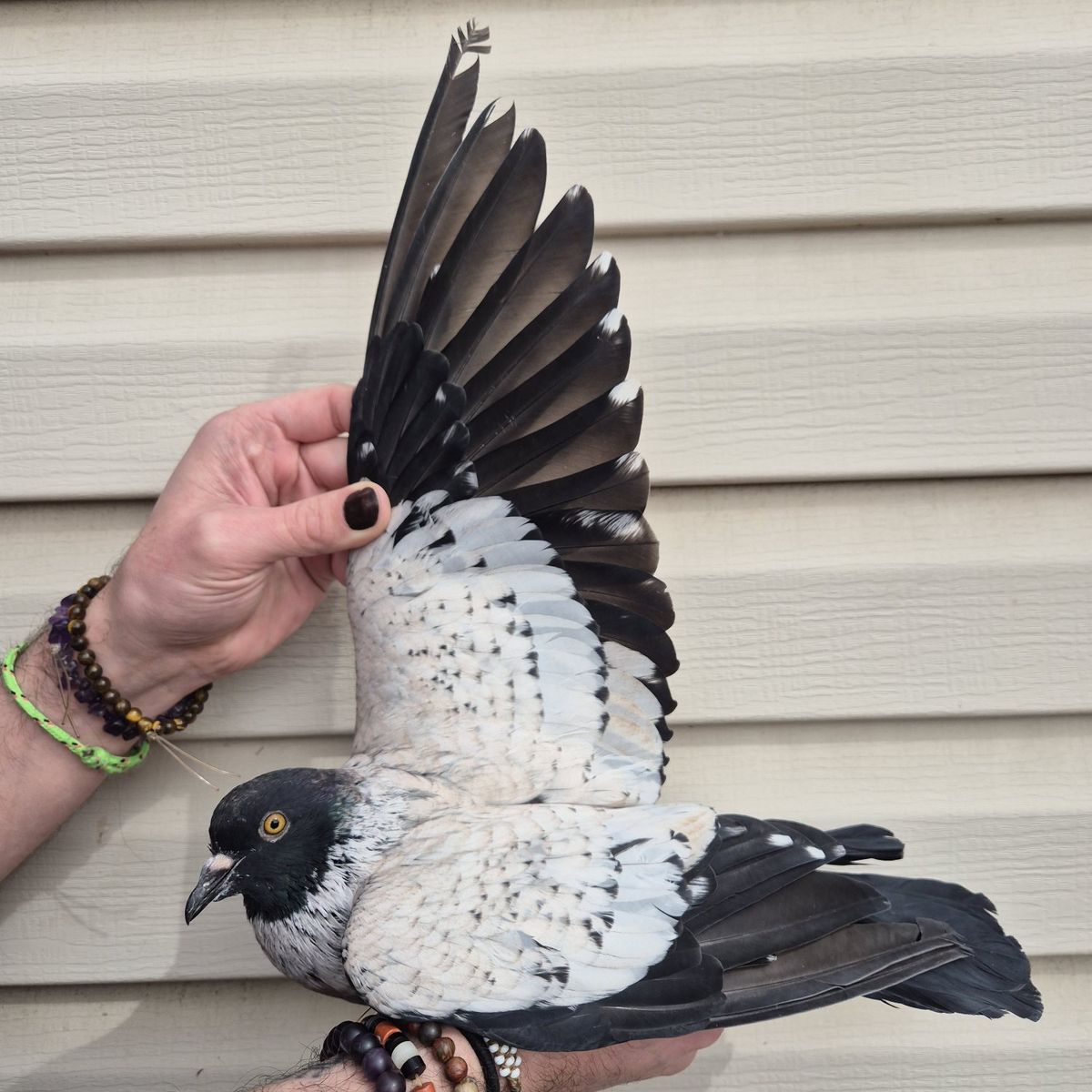 Male Starling Pigeon