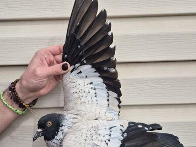 Male Starling Pigeon