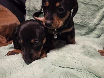 Dachshund Puppies