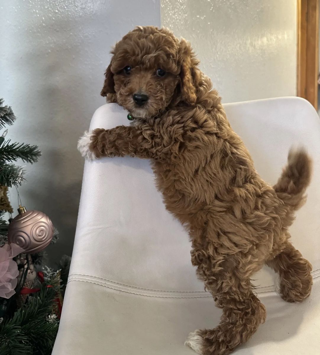 Mini and petite mini goldendoodles