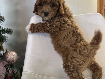 Mini and petite mini goldendoodles