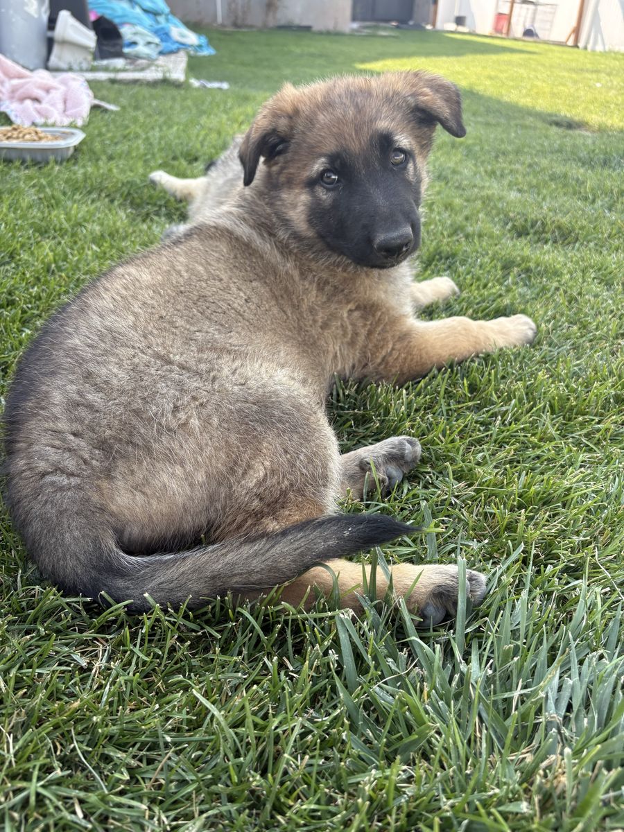 Adorable German Shepherd Puppy - Ready for Their Forever Homes available now