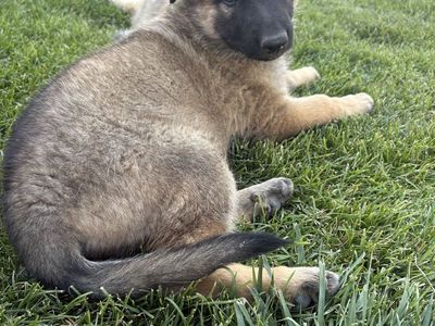 Adorable German Shepherd Puppy - Ready for Their Forever Homes available now
