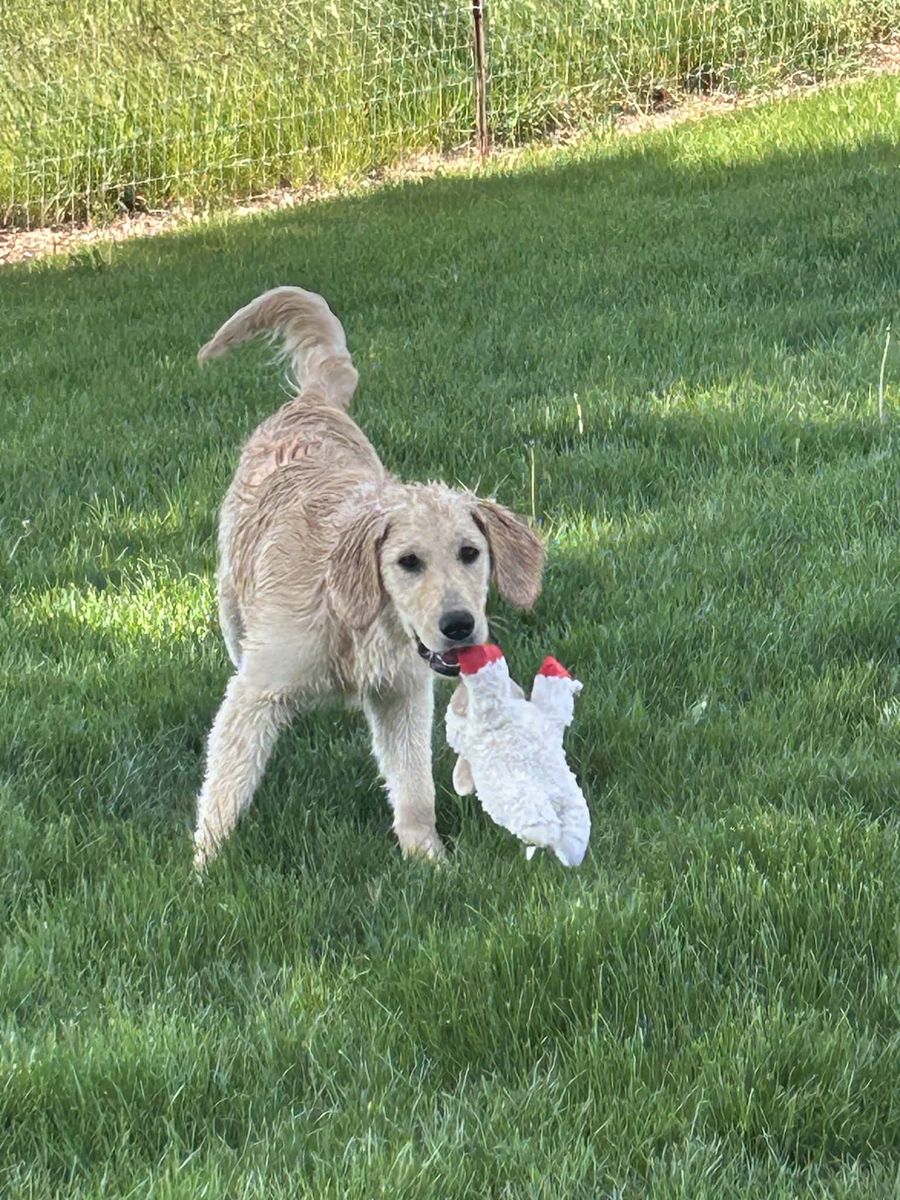 5 month female golden retreiver