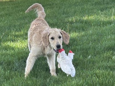 5 month female golden retreiver