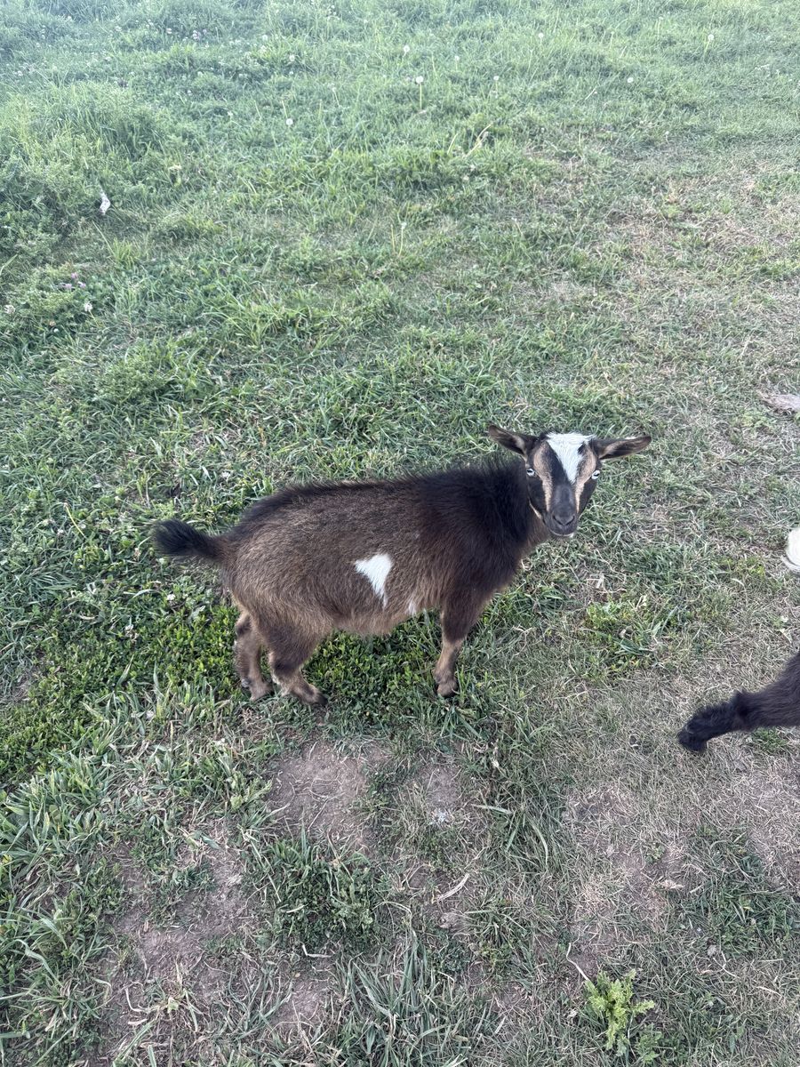 Nigerian Dwarf