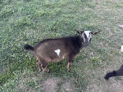 Nigerian Dwarf