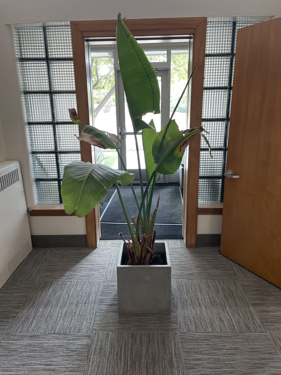 Bird of Paradise Plant