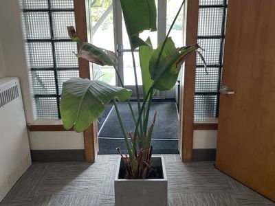Bird of Paradise Plant