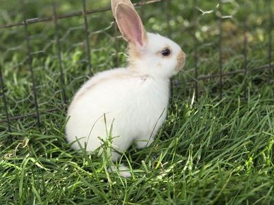 Rhinelander Bunny Rabbit Kits