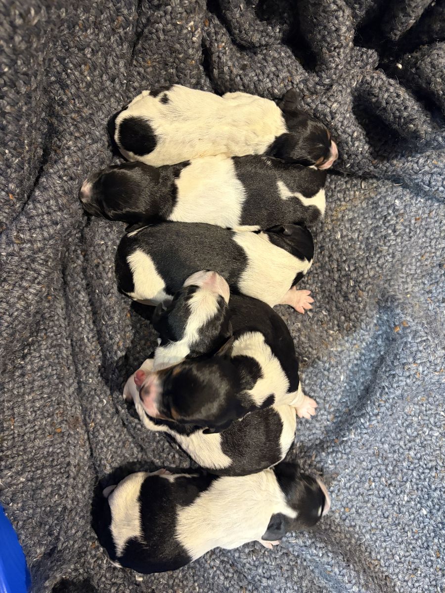 AKC Brittany Puppies