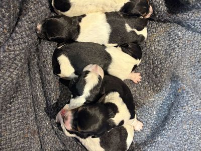 AKC Brittany Puppies