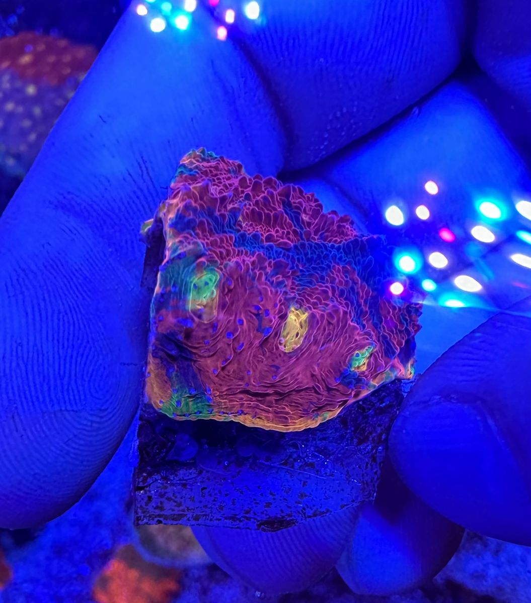 Main image 4
