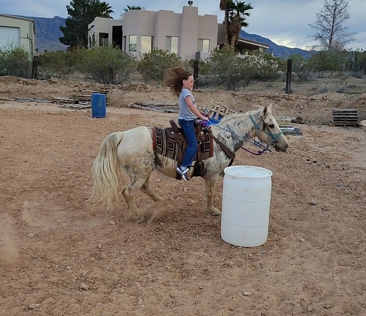 Palomino mare excellent all Around