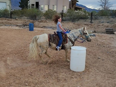 Palomino mare excellent all Around