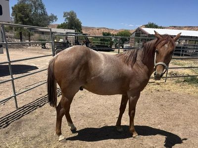 2025 Aqha yearling roan horse colt
