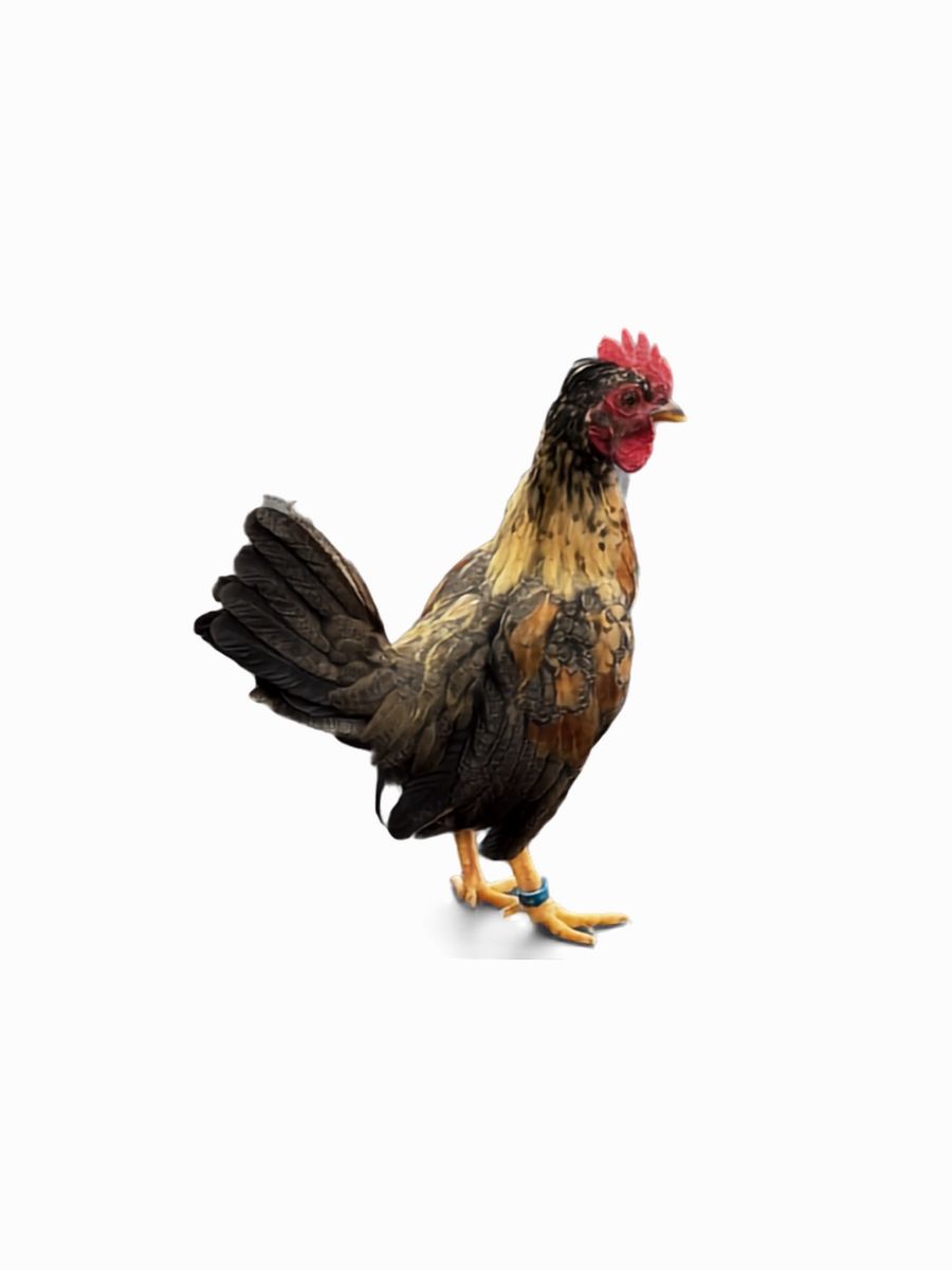 Bantam gallitos kiri