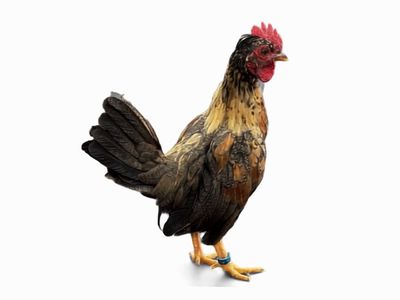 Bantam gallitos kiri