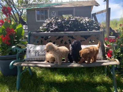 F1bb Mini Goldendoodle Puppies