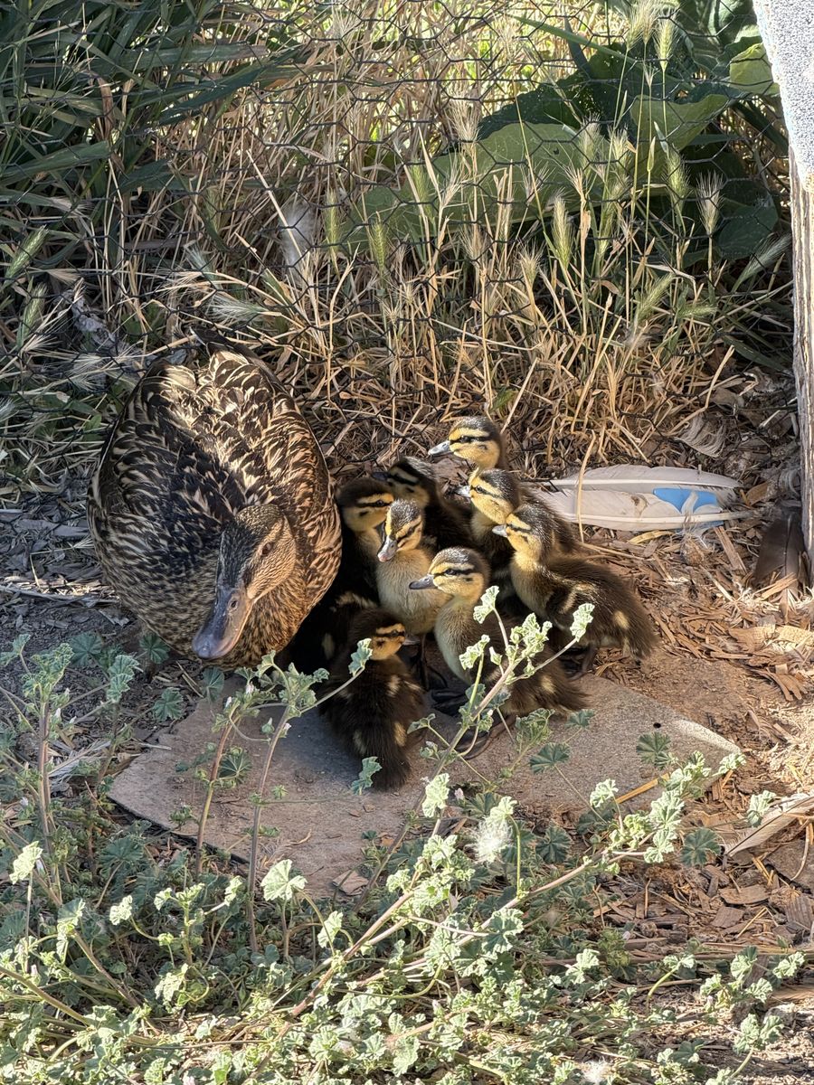 Mallard Ducklings - 2 Weeks Old - 9 Available