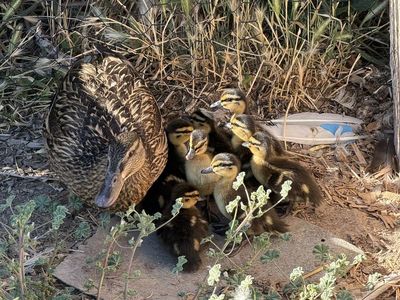 Mallard Ducklings - 2 Weeks Old - 9 Available