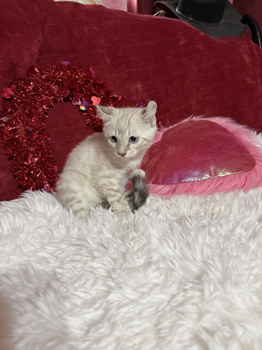 TCI Bengal kittens